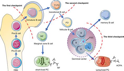 Frontiers B Cells In Rheumatoid Arthritispathogenic Mechanisms And