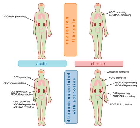 Role Of Purinergic Signaling In Acute And Chronic Disease States