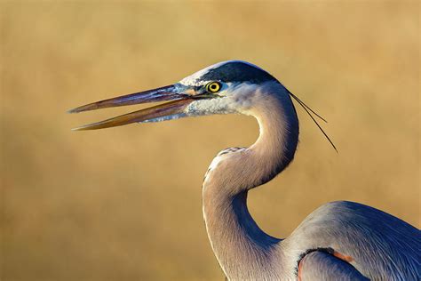 Great Blue Heron Close Up Photograph by Brian Knott Photography - Fine ...