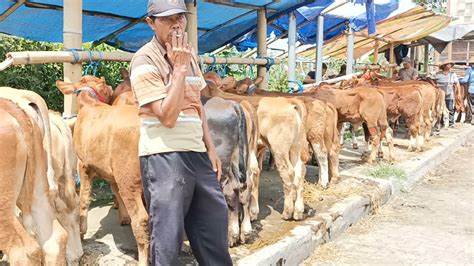 Harga Terbaru Pedet Jantan Super Pasar Sapi Muntilan YouTube