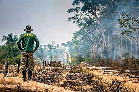 Desmatamento Na Amaz Nia Cai Pela Metade Em E Volta A Geral