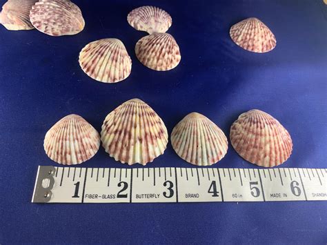 Calico Atlantic Scallop Seashells Etsy