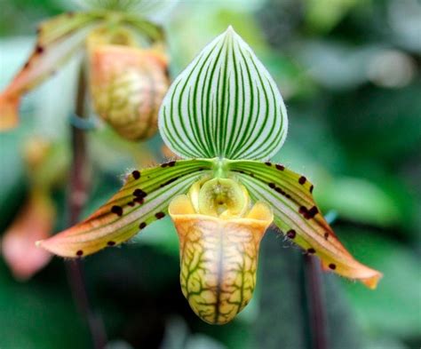 Orquídea paphiopedilum Más de 1000 PLANTAS Y FLORES del mundo