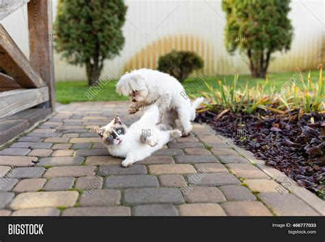 Dog Cat Play Together Image & Photo (Free Trial) | Bigstock