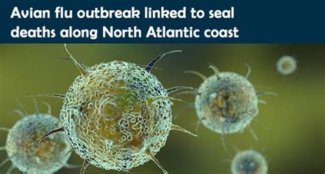 Avian flu outbreak linked to seal deaths along North Atlantic coast