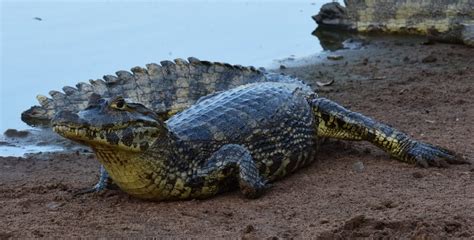 Cocodrilo Indonesio Que Pas Cinco A Os Con Un Neum Tico Como Collar