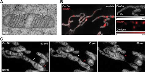 Hela Cells Polyplus Transfection Sa Bioz