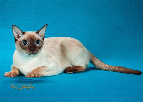 Tonkinese Cat Colors