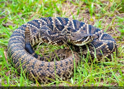 Eastern Diamondback Rattlesnake (Crotalus adamanteus) - HM 214283