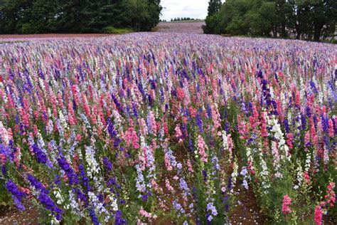 Silver Falls Seed Company Larkspur Rocket Mix