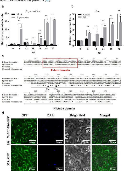 Figure From Nppp B An F Box Nictaba Gene Promotes Plant Growth