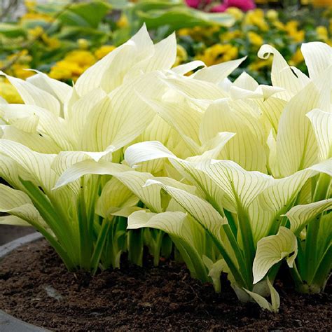 Hosta Bulbs - White Feather | Flower Bulbs | Eden Brothers