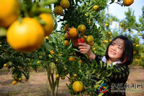 仪陇：金秋柑橘熟了 果农游客乐采摘 仪陇新闻网