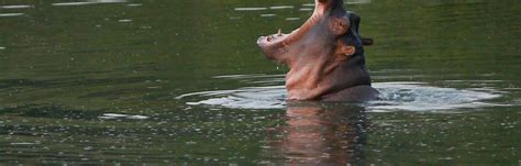 Counterintuitive study shows Pablo Escobar’s hippos aren’t actually ...