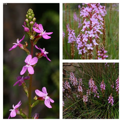 Plant Of The Month Boyanup Botanical