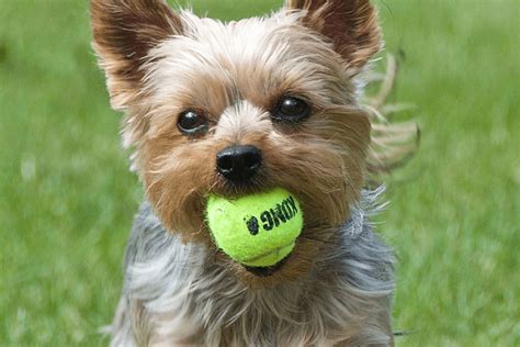 C Mo Educar A Un Cachorro Yorkshire Terrier Para Qu No Muerda Blog