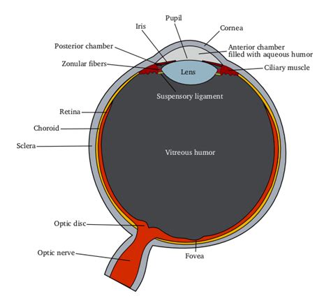 The Human Eye Forms The Image Of An Object At Itsa Corneab Irisc