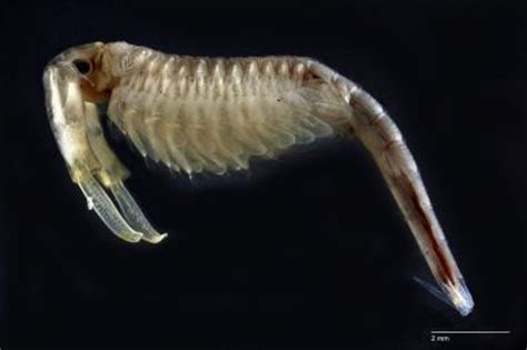 Vernal Pool Fairy Shrimp B IMAGE EurekAlert Science News Releases