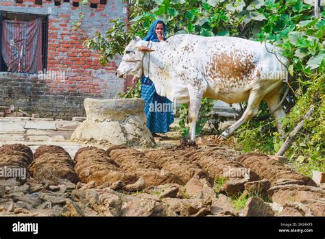 VARANASI, INDIA - OCT 11: woman at her farm with cow dung cakes and her ...