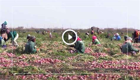 VIDEO Campagne Agricole 2024 Le Gouvernement Produit Plus De 20