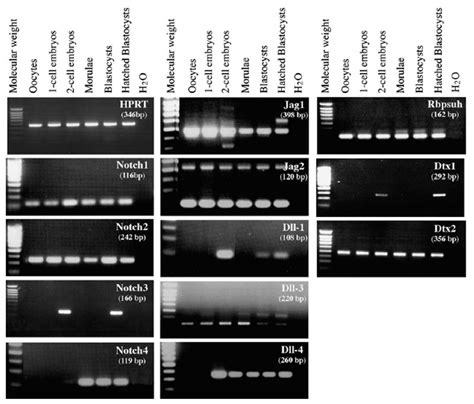 Dll4 Rt Pcr Gene Expression Assay Gxd