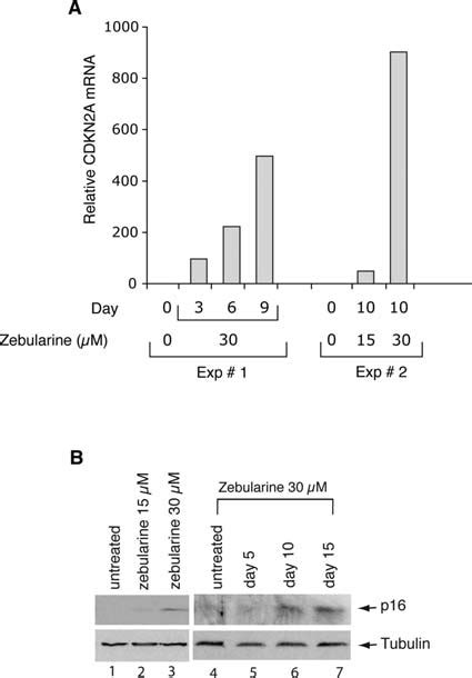 Zebularine Treatment Can Reactivate Silenced P16 MRNA And Protein