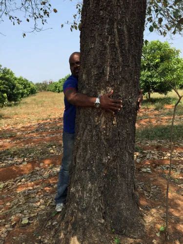 Red Sanders Tree Aged About 75 Years Patta. at Rs 1500/kilogram | Red ...