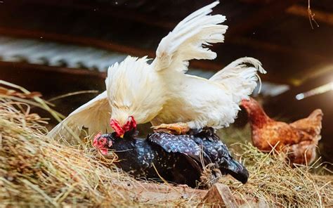 Can Rooster Mate With Their Offspring LearnPoultry