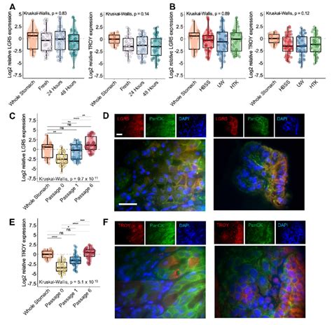 Expression Of Lgr And Troy Stem Cell Markers In Gastric Organoids A