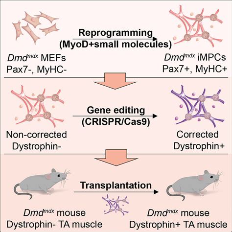 Crispr Cas Editing Of Directly Reprogrammed Myogenic Progenitors