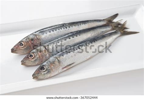 Fresh Sardines Fish Stock Photo 367052444 Shutterstock