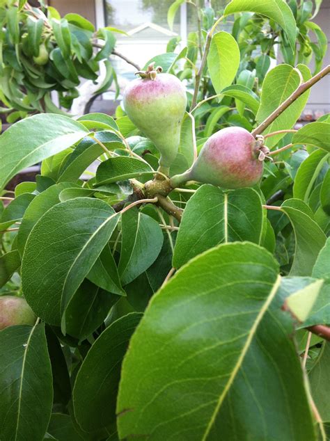 The Fruit Is Growing On The Tree Outside