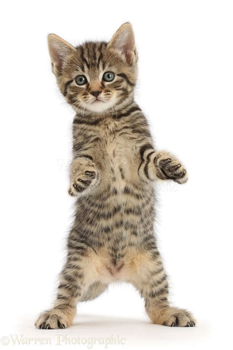 Tabby Kitten Standing With Raised Paws Photo Wp43346