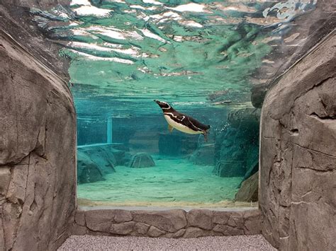 June Keyes Penguin Habitat | June Keyes Penguin Habitat | Aquarium of ...