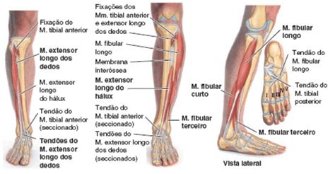 M Sculos Da Perna Anatomia Papel E Caneta