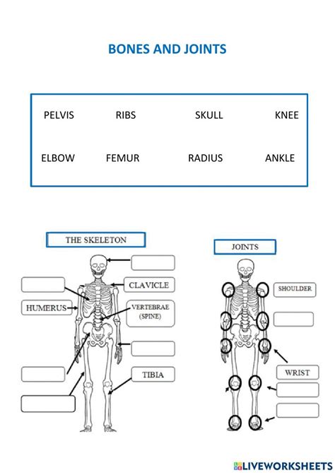 Bones And Muscles Activity For Segundo De Primaria Artofit