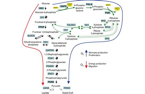 Glycolysis And Its Interconnection With The Ppp In Gs Cells Black