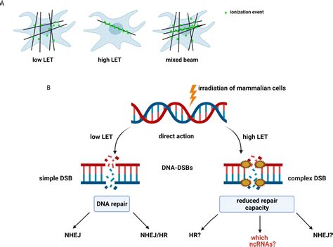 Frontiers Molecular Mechanisms Of Specific Cellular Dna Damage