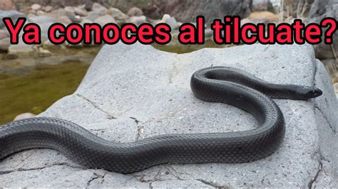 Serpiente Rey Negra Tilcuate Youtube