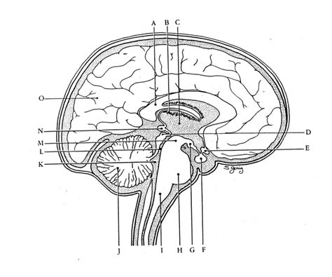 Answered Label The Following Diagrams Bartleby