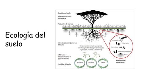 Presentación1 pptx Contaminación del suelo PPT