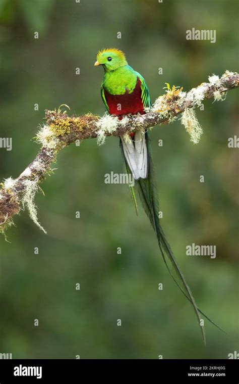 Quetzal feathers hi-res stock photography and images - Alamy