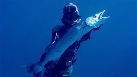 Hawaii Spearfishing Spearfishing For Big Kakubarracuda Youtube