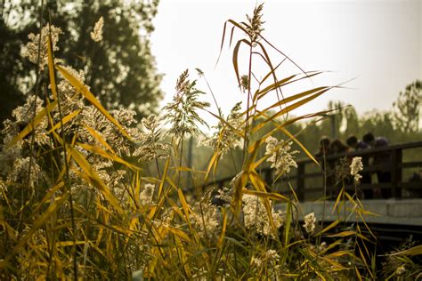 Fotos gratis árbol césped planta campo luz de sol hoja flor