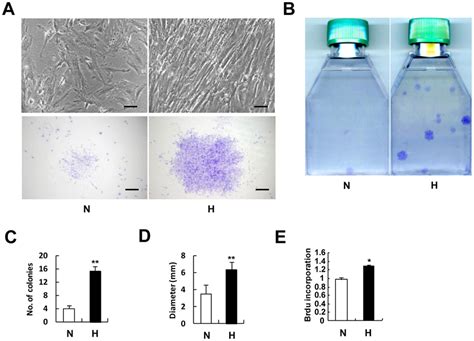 Hypoxia Increases Colony Forming Efficiency And Proliferation Of CD146