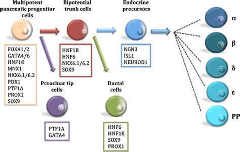 Key Transcription Factors Governing Lineage Decisions During Pancreas