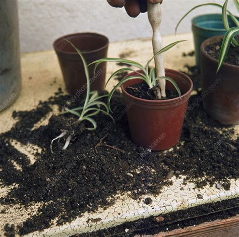 propagation stock image  science photo library