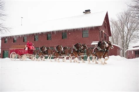 Behind the Scenes: Budweiser Clydesdales // St Louis Photographer Rep ...