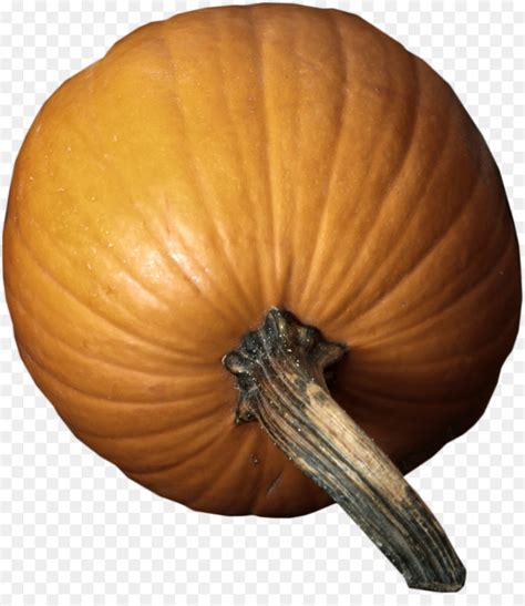 La Citrouille Les Courges Dhiver Orange PNG La Citrouille Les