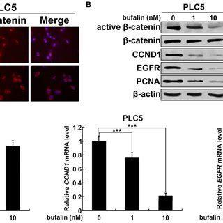 Bufalin inhibits β-catenin/TCF signaling in HCC cells. (A) Bufalin ... 